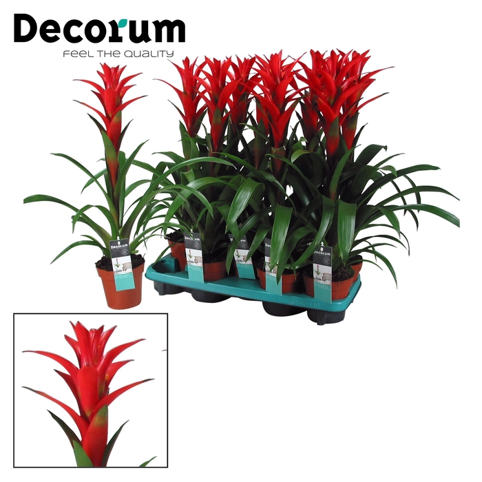 <h4>Guzmania Ostara (Decorum)</h4>