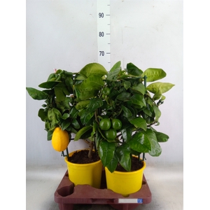 Citrus meyeri 'Meyer'