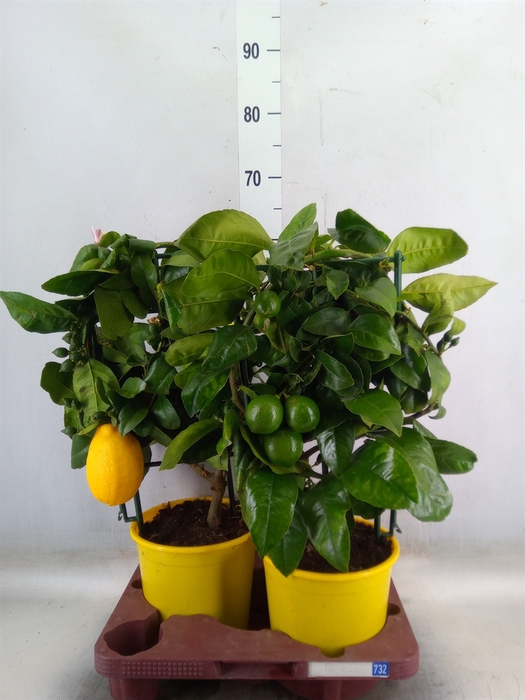 <h4>Citrus meyeri 'Meyer'</h4>