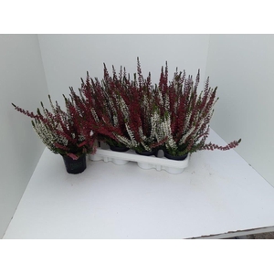 Calluna vulg. 'Beauty L'  ..mix 2/p
