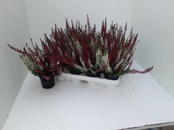 <h4>Calluna vulg. 'Beauty L'  ..mix 2/p</h4>