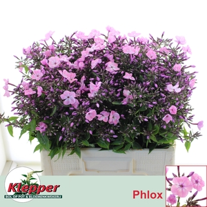 PHLOX P PINK EYES