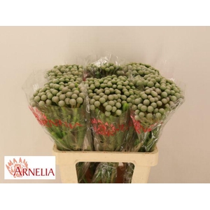 Brunia Ayoba Silver Moon