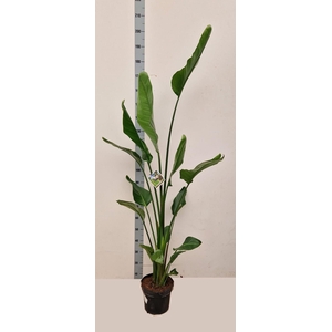 STRELITZIA NICOLAI