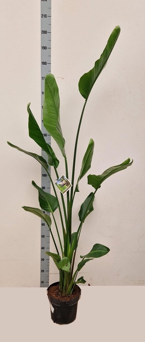 <h4>STRELITZIA NICOLAI</h4>