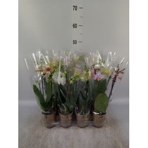 Phalaenopsis   ...mix