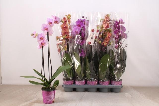 <h4>PHAL GEM 5 KL</h4>