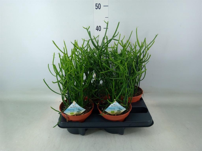 <h4>Euphorbia tirucalli</h4>