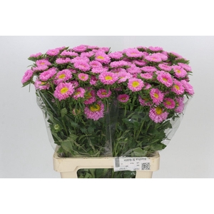 Callistephus Matsumoto Pink