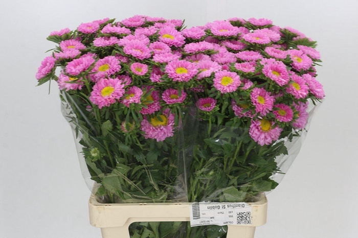 <h4>Callistephus Matsumoto Pink</h4>