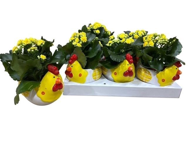 <h4>ARR KALANCHOE</h4>