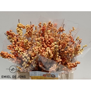 !! PROMO !! ILEX VE ILEXIA JULIA (ZALM)
