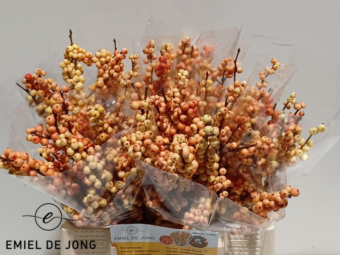 <h4>ILEX VE ILEXIA JULIA</h4>