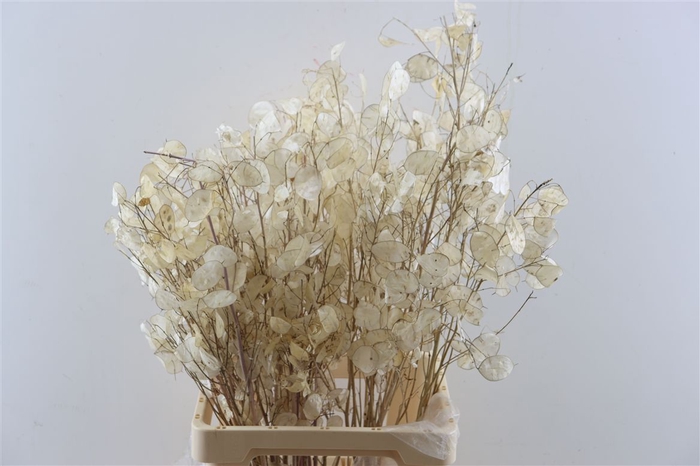 <h4>Lunaria Natural P Bunch</h4>