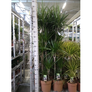 Dracaena marg.