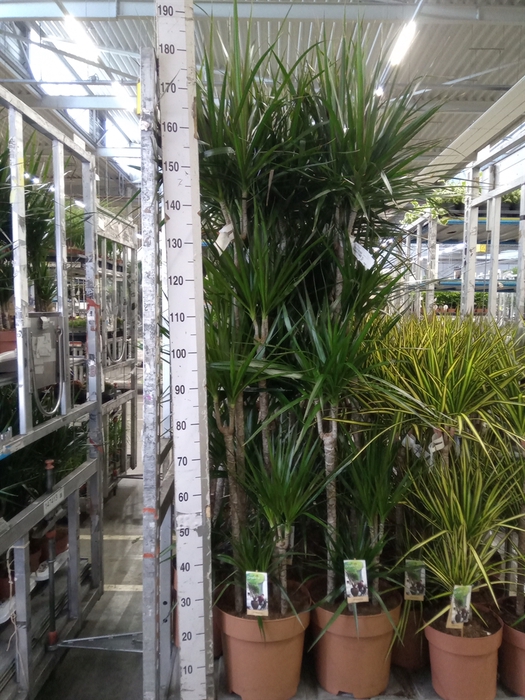 <h4>Dracaena marg.</h4>