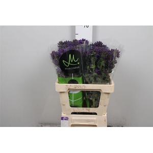 Camp Glom Benova Blue