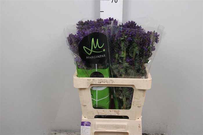 <h4>Camp Glom Benova Blue</h4>