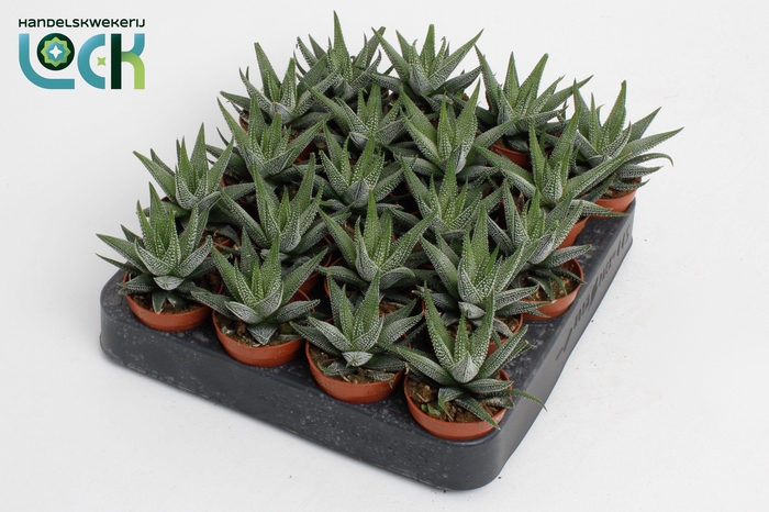 <h4>haworthia concolor</h4>