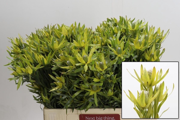 <h4>LEUCAD PIZZA</h4>