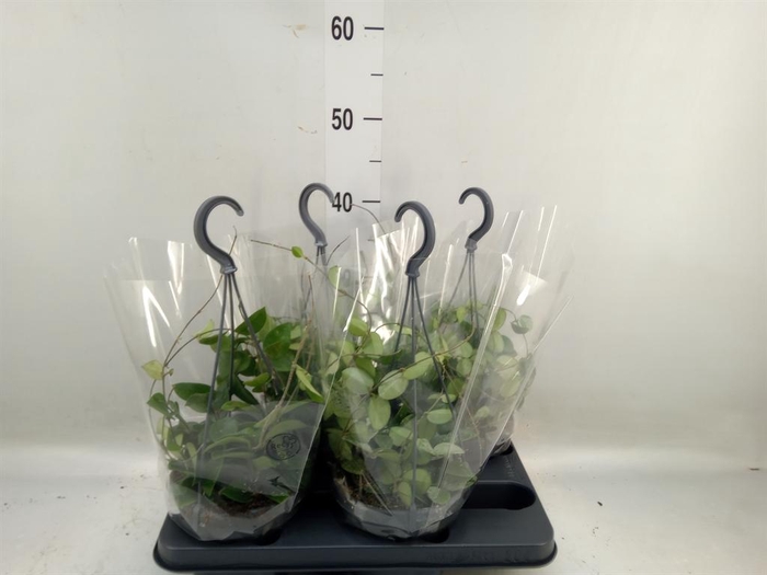 <h4>Hoya ...mix</h4>