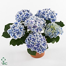 Hydrangea mac. 'Bavaria'