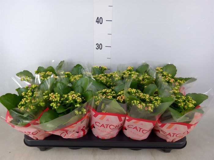 <h4>Kalanchoe blos. 'RosDon Alano'</h4>
