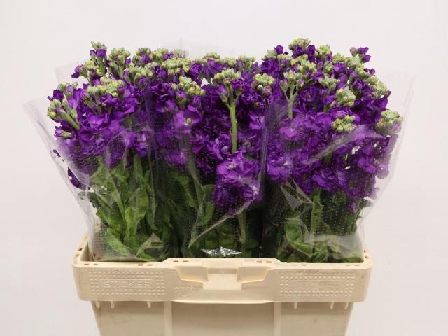 <h4>MATTH IMPALA PURPLE</h4>