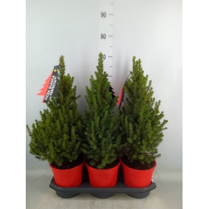 Picea glauca 'Perfecta'