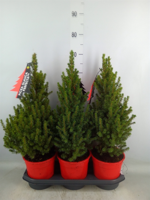 <h4>Picea glauca 'Perfecta'</h4>