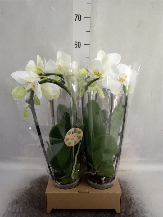 <h4>Phalaenopsis  'Elegant Cascade'</h4>