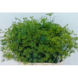 ANET GRAVEOLENS