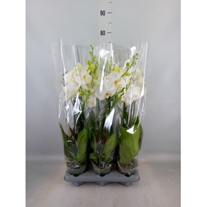 Phalaenopsis   ...white