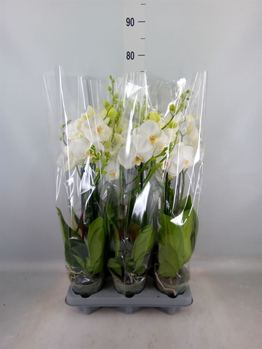 <h4>Phalaenopsis   ...white</h4>