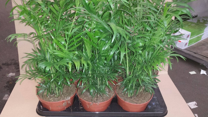 Chamaedorea cataractarum