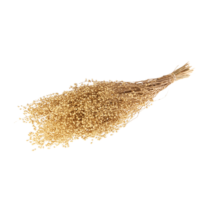 Lepidium Atraxa Gold