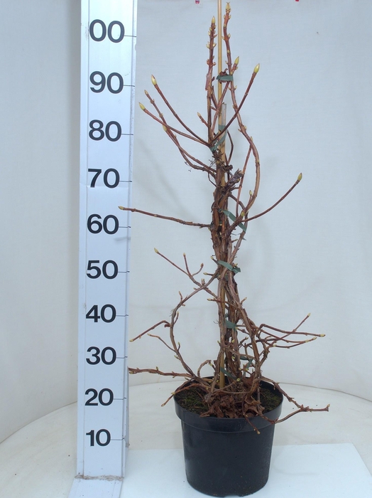 Hydr Petiolaris White