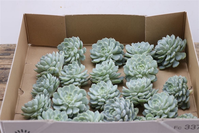 <h4>Echeveria Derenbergi Klein X20</h4>