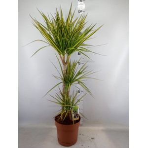 Dracaena marg. 'Sunray'