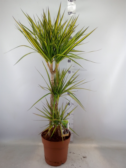 <h4>Dracaena marg. 'Sunray'</h4>