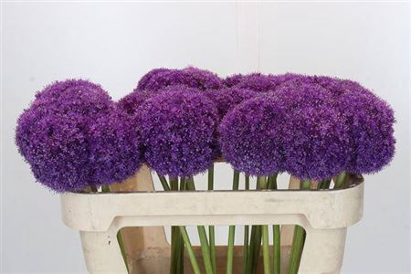 <h4>Allium Giganteum</h4>