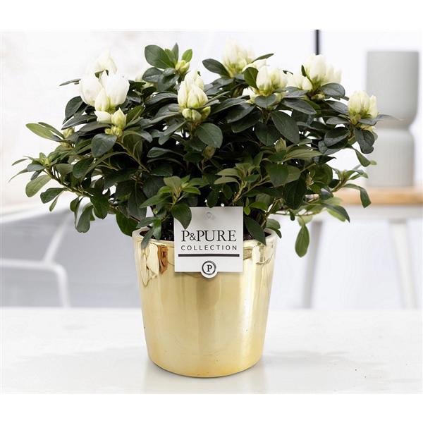 <h4>1st class Azalea white in P&PURE Laryssa ceramics shiny gold</h4>