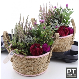 ARR TUINPLANTEN