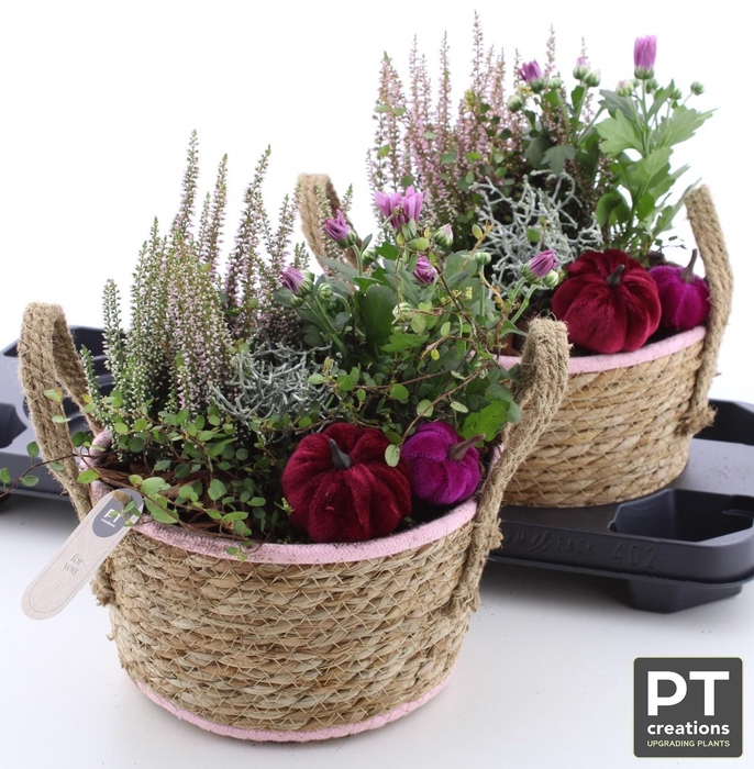 <h4>ARR TUINPLANTEN</h4>