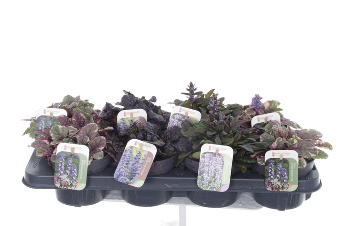 <h4>Ajuga reptans mix tray</h4>