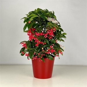 Ardisia crenata Bospremium Red met rode pot 2024