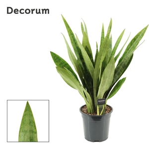 Sansevieria trifa.   ...