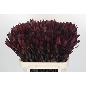 Leucadendron Saf Sunset Dark R.