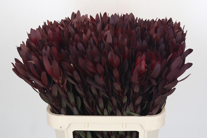 <h4>Leucadendron Saf Sunset Dark R.</h4>