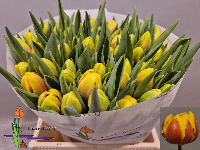 <h4>TU DU VUELTA</h4>